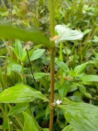 Image result for Spermacoce mauritiana