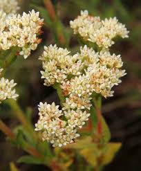 Image result for Crassula vaginata