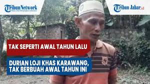 Wisata curug peuteuy loji karawang artikel blog anoref. Video Tak Seperti Awal Tahun Lalu Durian Loji Khas Karawang Tak Berbuah Awal Tahun Ini Tribun Jabar