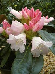 Pin On Rhododendron