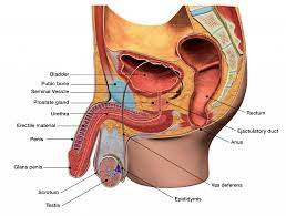 Top Tips For More Pleasurable Bottoming - San Francisco Aids Foundation