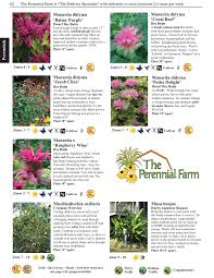 See more ideas about pollinator garden, plants, moon nursery. Outdoor Gardening Veronica Spicata Red Fox Spiked Speedwell Perennial Plant Attract Butterflies Hummingbirds Flowers June To August Home Living