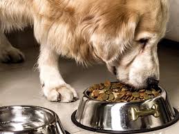 Of dry food in an attractive cabinet that can be used for additional purposes. Best Dog Fool Bowls In 2019 Our Pets Gpet Outward Hound And More