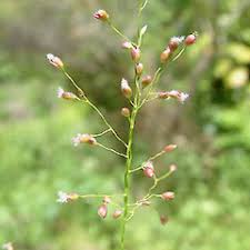 Image result for Isachne mauritiana