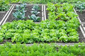 Laden sie diese kostenlose vektor zu wachsendes gemüse und früchte im garten und entdecken sie mehr als 10m professionelle grafikressourcen auf freepik. Gemuse Anbauen Ein Anbauplan In 7 Schritten Plantura