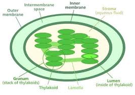 You've already learned a little bit about photosynthesis thanks to our study of plant cells. Biology For Kids Plant Cell Chloroplasts Biology For Kids Photosynthesis Biology
