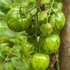 Green zebra is actually the result of four heirlooms bred together. Why You Should Eat More Green Tomatoes Kitchn