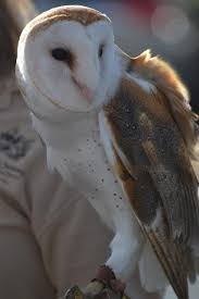 Barn Owl Side View - Free photo on Pixabay