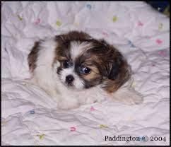 Breeding for health and personality, our puppies are instant celebrities. A Little Mi Ki Puppy From The Same Place We Got Macallan Looks Almost Identical To How Little Mac Looked As A Puppy Puppies Puppy Breeds Pets