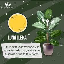 5.1 la luna hoy en buenos aires. Calendario Lunar Para Cuidar Nuestras Plantas