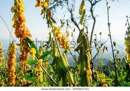 Image result for Crotalaria oocarpa