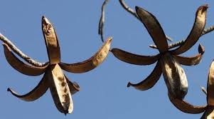 Image result for Entandrophragma delevoyi