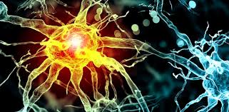 Image result for nervous system