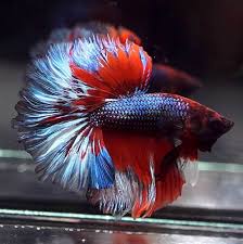 Betta Fish Betta Fish Ideas Bettafish Fishbetta Live Betta Fish Navy Blue Red Beautiful Rosetail Hm Male 800 38 00 Betta Fish Betta Betta Breeding