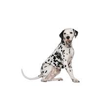 It's most popular use in the early days was for carriage. Dalmatian Puppies Petland Dallas Tx