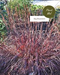 Image result for Andropogon chinensis