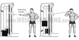 Comment Effectuer Le Curl A La Poulie Biceps Musculation Musculation Biceps Musculation Bras