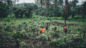 It is very common in nigeria to see underage children engaged in manual labor in order to support their families. 43 Of Nigerian Children Engaged In Child Labor