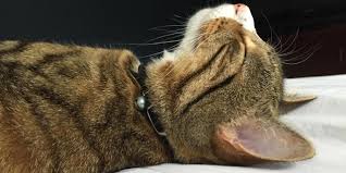 ما السبب وراء خرخرة القطط cats purr؟ - المحطة/ تأخذك إلى أعماق الفكر