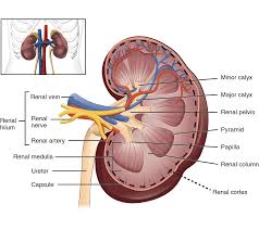 This page lists and gives details about all the acupuncture points on the channel. 25 1 Internal And External Anatomy Of The Kidney Anatomy Physiology