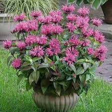 This is how to plan and create a beautiful display in winter. Top 10 Plants That Will Survive The Winter Autumn Flowering Plants Indoor Flowering Plants Garden Plants Uk