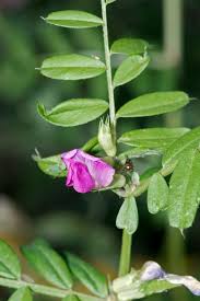 Image result for Vicia sativa