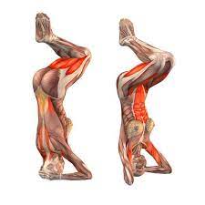 In sanskrit, the ancient indian. Headstand Preparation Pose Ii Salamba Sirsasana Preparation Ii Yoga Poses Yoga Anatomy Yoga Muscles Yoga Asanas