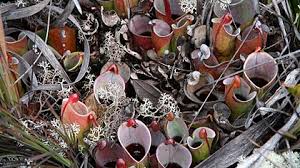 Image result for Microcoelia physophora