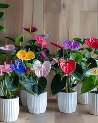 Image result for Genlisea africana