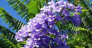 In between the rooms are plunge pools with a bubbly water inlet mimicking jacuzzi, for guests who want a quiet relaxing session away from the. Growing Jacaranda Mimosifolia How To Care For Blue Jacaranda Trees