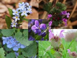 Green leafy plant with purple flowers. 5 Weeds With Purple Flowers To Get To Know Gardensall