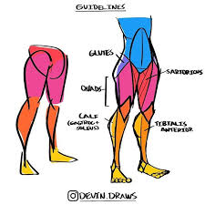 Function of the back muscles there are several individual muscles within the back anatomy, and it's important to take a quick look at all of. Proportion Art Drawing Sketch Artreference Reference Digitalart Anime Animeart Illustration Dra Human Anatomy Drawing Leg Anatomy Anatomy Art
