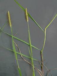 Image result for Setaria parviflora