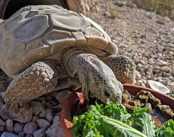 Tortoises, especially female tortoises and hatchlings, need calcium, so you can sprinkle tortoise food with calcium carbonate or feed us boiled crushed chicken egg shells. Tortoises Archives Friends Of Red Rock Canyon