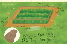 If your yard is small, vole traps can be used. Pin On Pest Control