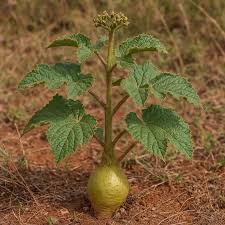 Image result for Cyphostemma setosum