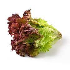 De kropsla is familie van de ijsbergsla, rucola, lollo rosso en tal van andere soorten sla! Lettuce Lollo Rosso Fresh Leaf