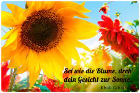 Schwarze augenmaske, cape und hut: Der Kleine Gartenphilosoph Spruche Zum Nachdenken Fur Den August Butenas Holzbauten