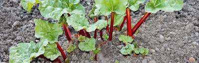 Rhabarber im eigenen garten zu pflanzen, ist ganz einfach. Rhabarber Pflanzen Und Teilen Manufactum Gartenjahr