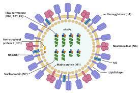 We did not find results for: Viruses Free Full Text Host Protective Immune Responses Against Influenza A Virus Infection Html
