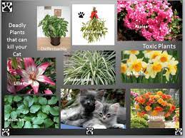Flowers not poisonous to cats. Deadly Plants That Are Poison For Cats Best Pet Supplies