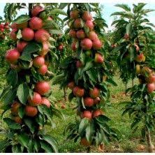 Pommier Colonne Redcats Arbre Fruitier Pommier Fruitier