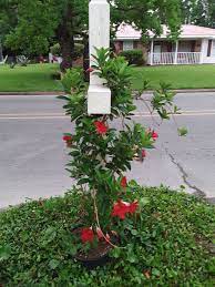 Red Mandevilla Around Mailbox Hollyhock Exterior Mailbox