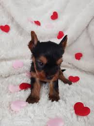 We have classified ads of the yorkshire terriers for sale in tucson, az, including yorkie adoption programs. Yorkie Poo Yorkies And Other Breeds For Sale Near Me Facebook