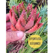 Image result for Aloe nuttii