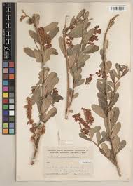 Image result for Eriosema affine