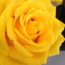 We did not find results for: Peoples Flower Shop Nob Hill 3700 Central Ave Se