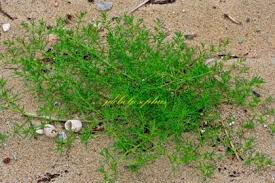 Image result for Salsola namaqualandica