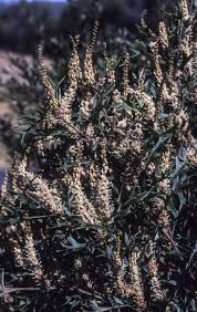 Image result for Grona ramosissima