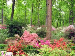 The flowers come out in early summer and continue blooming off and on through the end of summer. Shade Loving Flowering Plants For A Woodland Garden Dengarden